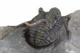 Spiny Cyphaspis Trilobite - Morocco #300597-5